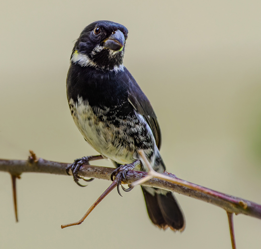 image Variable Seedeater